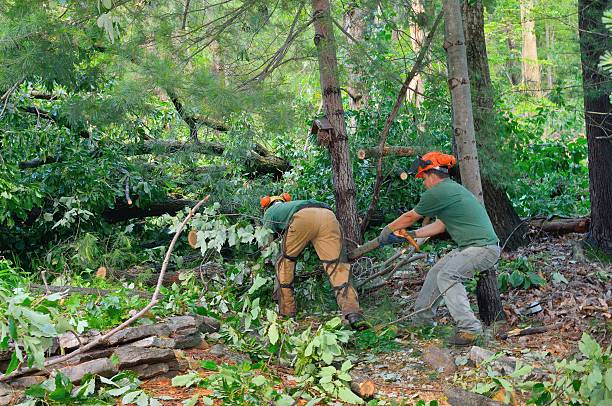 Emergency Storm Tree Removal in Reed City, MI